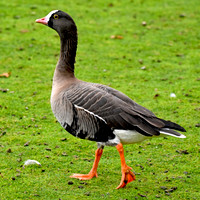 Lesser white fronted goose