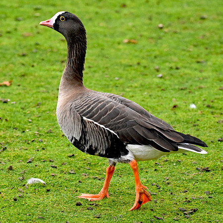 Lesser white fronted goose
