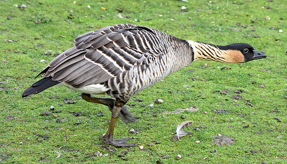 Hawaiian Nene Goose
