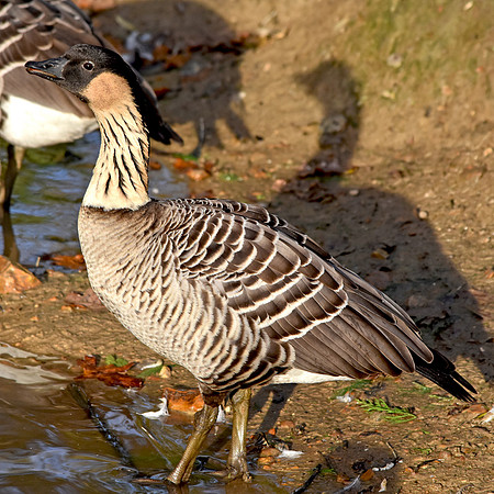 Hawaiian Nene Goose