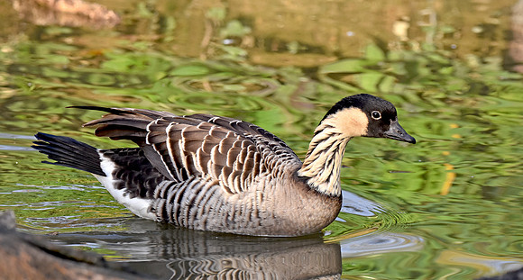 Hawaiian Nene Goose