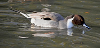 Northern pintail