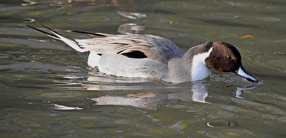 Northern pintail