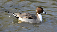 Northern pintail