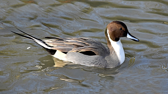Northern pintail