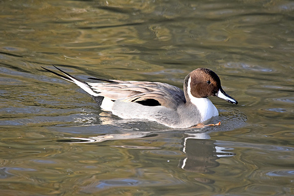 Northern pintail