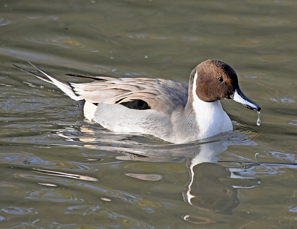 Northern pintail