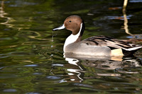 Northern pintail