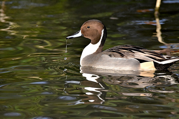 Northern pintail