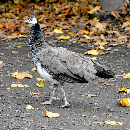 Peahen