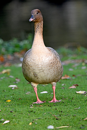 Pink footed goose