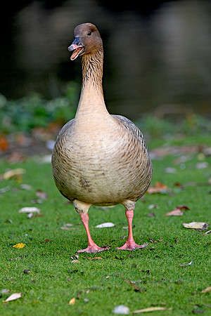 Pink footed goose