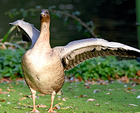 Pink footed goose