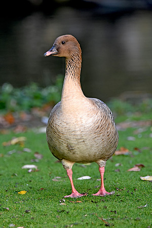 Pink footed goose