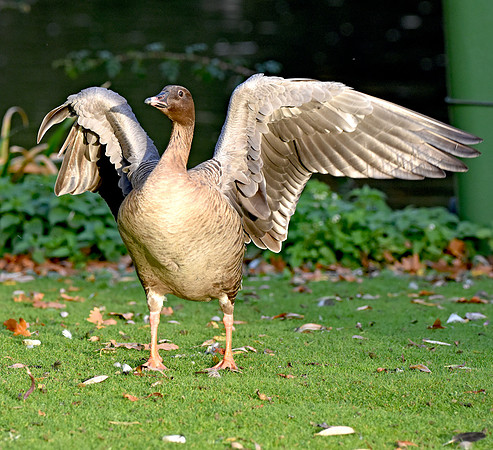 Pink footed goose