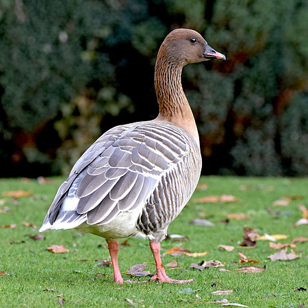 Pink footed goose
