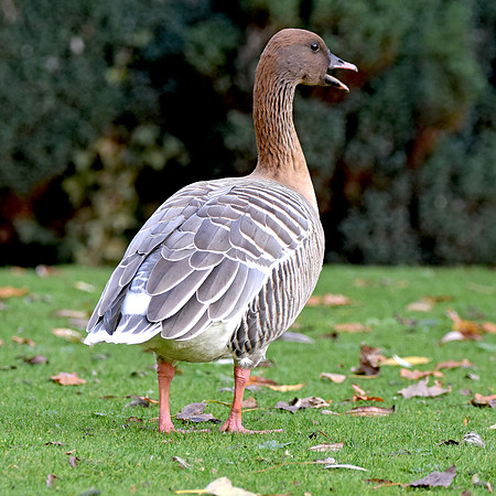 Pink footed goose