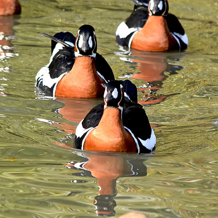 Red breasted goose