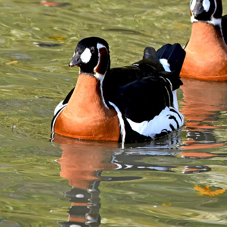 Red breasted goose