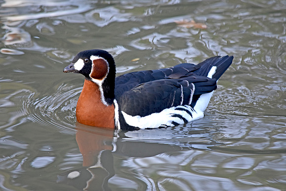 Red breasted goose