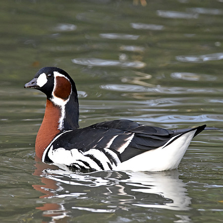 Red breasted goose