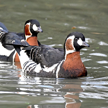 Red breasted goose