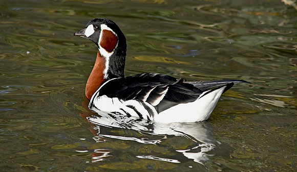 Red breasted goose