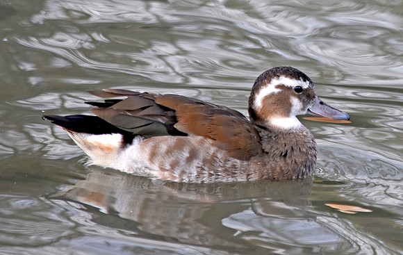 Ringed teal