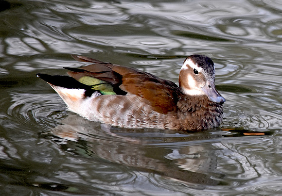 Ringed teal