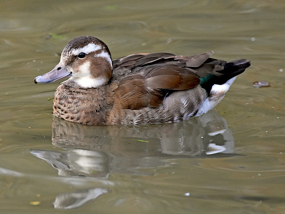 Ringed teal