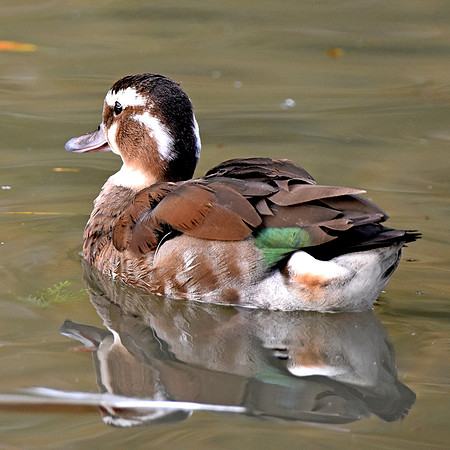 Ringed teal