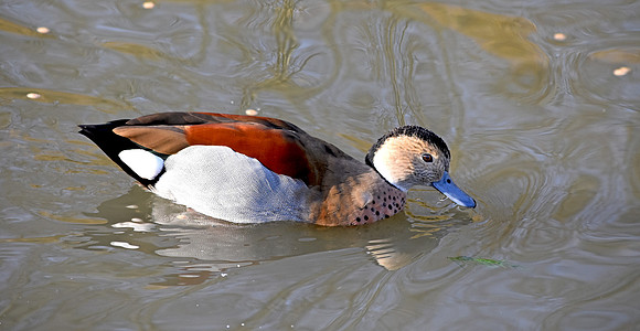 Ringed teal