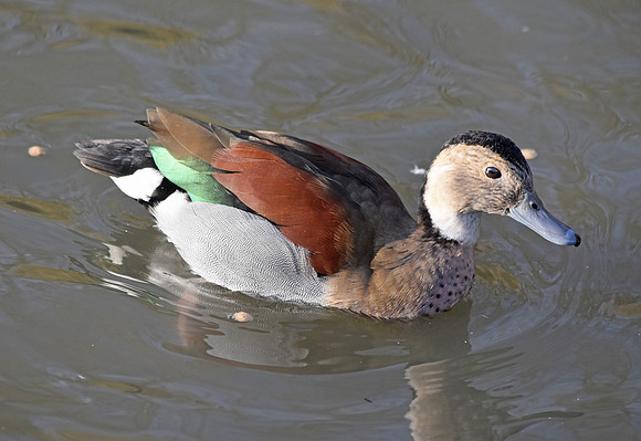 Ringed teal