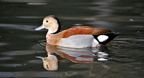 Ringed teal