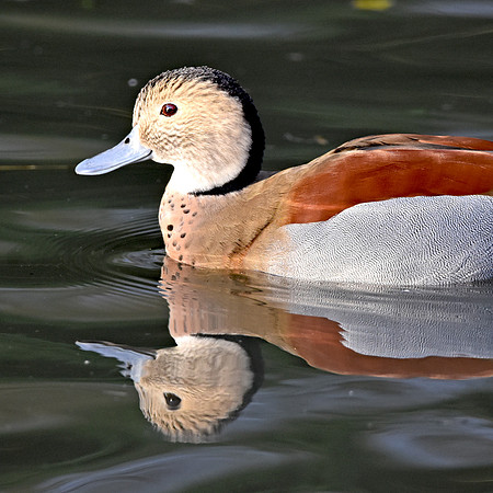 Ringed teal