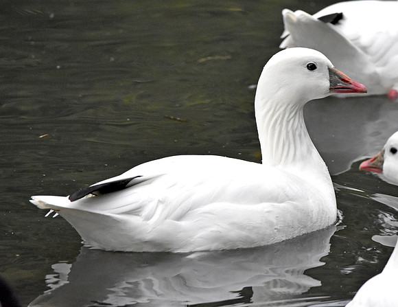 Ross's snow goose