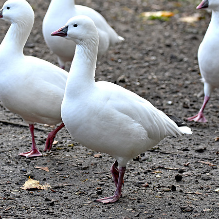 Ross's snow goose