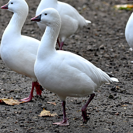 Ross's snow goose