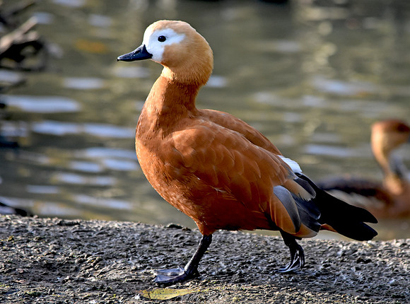 Ruddy shelduck, female