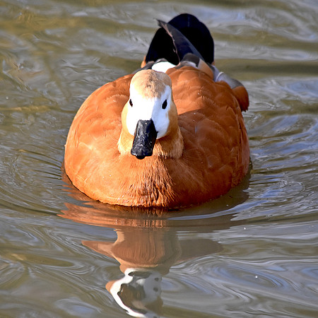 Ruddy shelduck, female