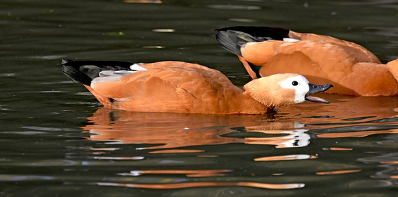 Ruddy shelduck, female