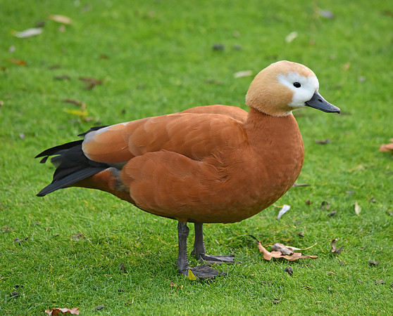 Ruddy shelduck, female