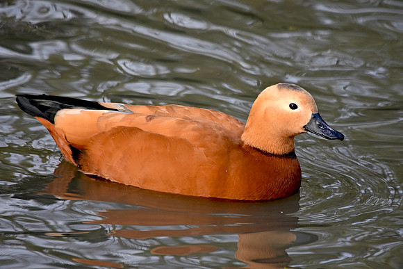 Ruddy shelduck, male