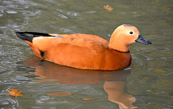 Ruddy shelduck, male