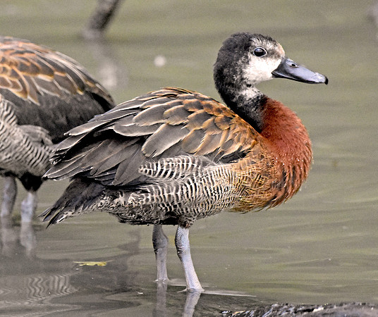 White faced whistling duck, juvenile