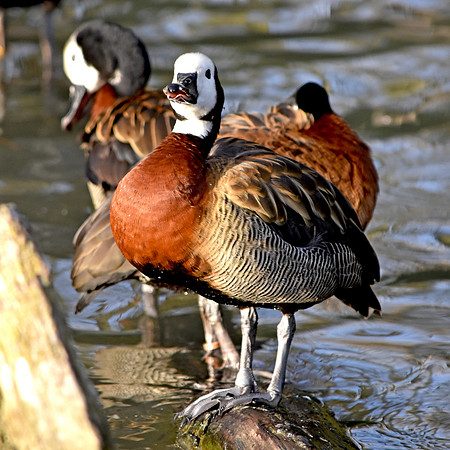 White faced whistling duck
