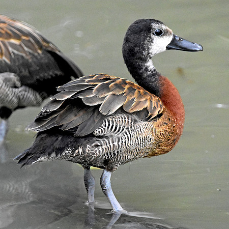 White faced whistling duck, juvenile