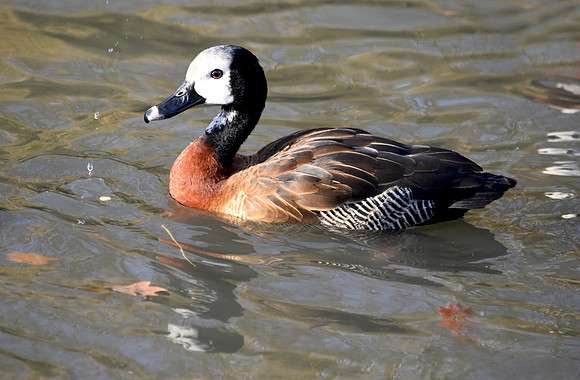 White faced whistling duck