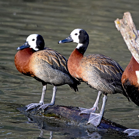 White faced whistling duck