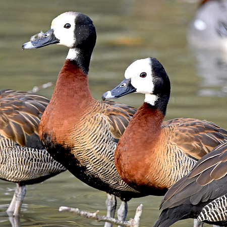 White faced whistling duck